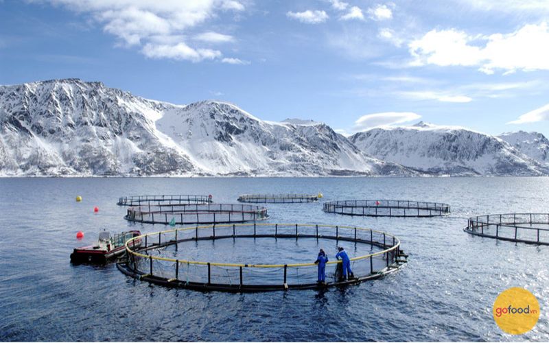 Cá hồi Organic hãng Salmar được nuôi trong môi trường biển lạnh